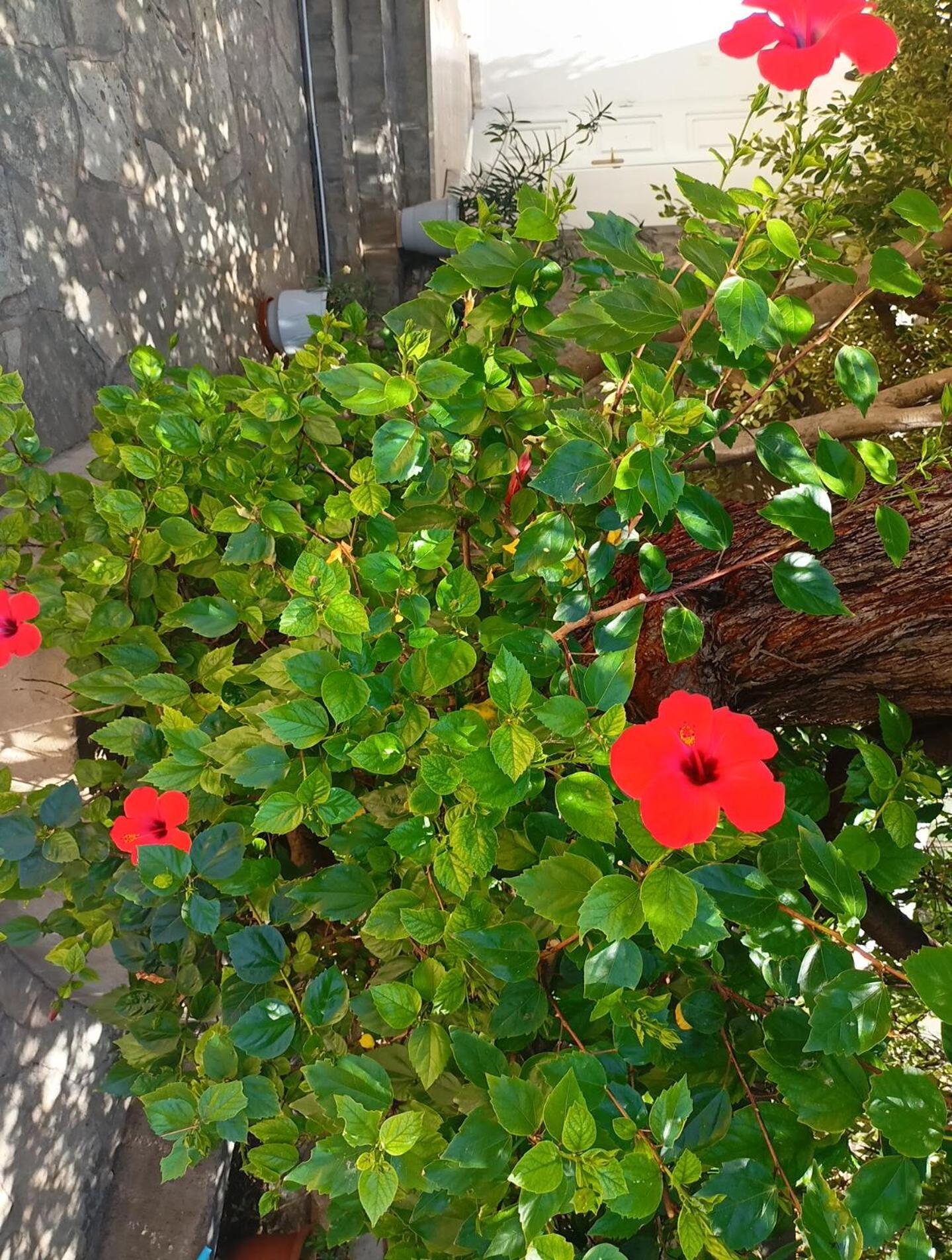 Smaragdas Paradise Hydra  Pokoj fotografie